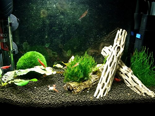 Cholla Wood (5-6 Inches) for aquarium shrimp, invertebrates and fish
