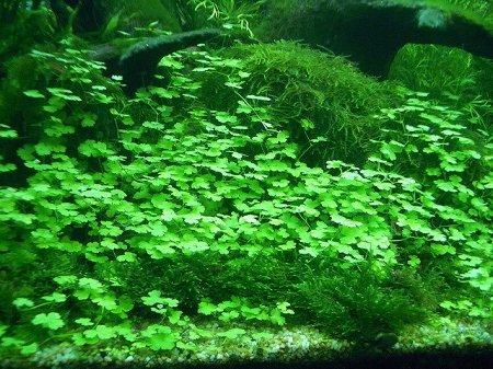 Dwarf Pennywort on 3 x 5 mat - Foreground Carpet Aquarium Plant