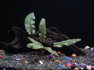 50 Live Aquarium Aquatic Plants - Fish Tank Tropical Coldwater Fern