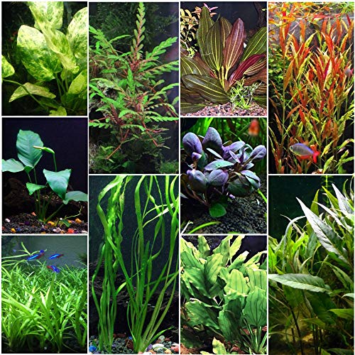 Are Live Plants for Your Aquarium?