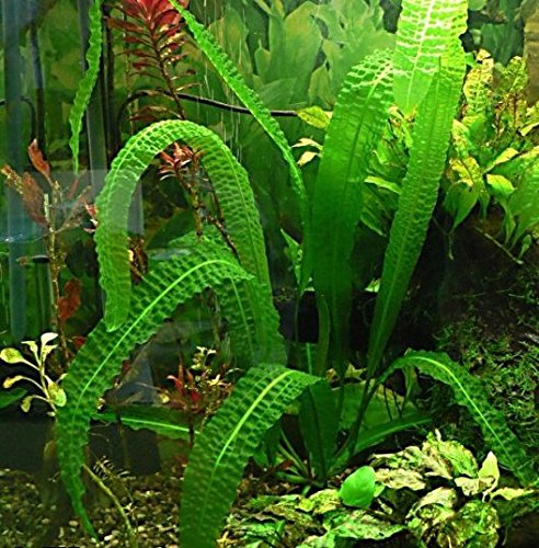 Aponogeton Bolivianus Bulb - Large Aquarium Plant