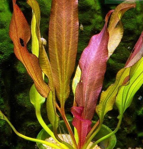Potted Echinodorus Kleiner Prinz Sword - Beginner Tropical Live Aquarium Plant