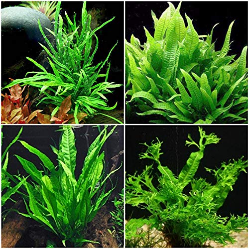 Java Fern Microsorum Bundle - 4 Species (Trident, Windelov, Narrow Leaf, Philippine) Easy Low Light Aquarium Plants - Snail Free Guaranteed