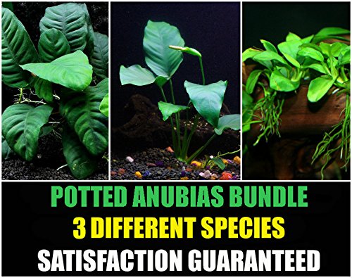 Potted Anubias Bundle - 3 Species - Barteri, Coffeefolia, Nana - Easy Aquarium Plants