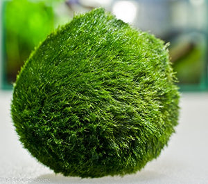 2cm-4cm Marimo Moss Balls Live Aquarium Plant alghe pesce