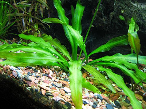 Aponogeton Undulatus Bulb - Freshwater Aquatic Plant