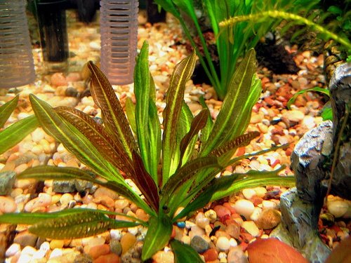 Potted Rubin Sword - Beginner Tropical Live Aquarium Freshwater Plant