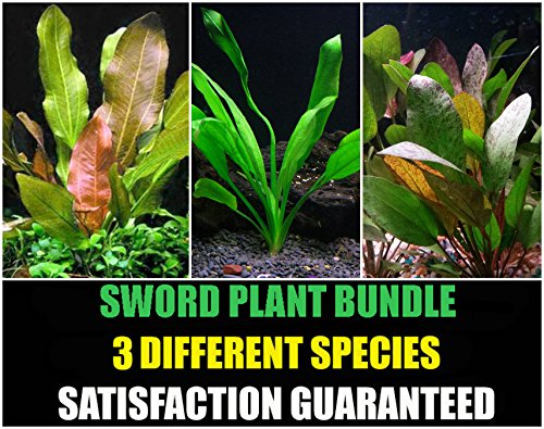 Sword Plants Bundle - 3 Species - Amazon, Red Flame, Kleiner Bar - Easy Aquarium Plants