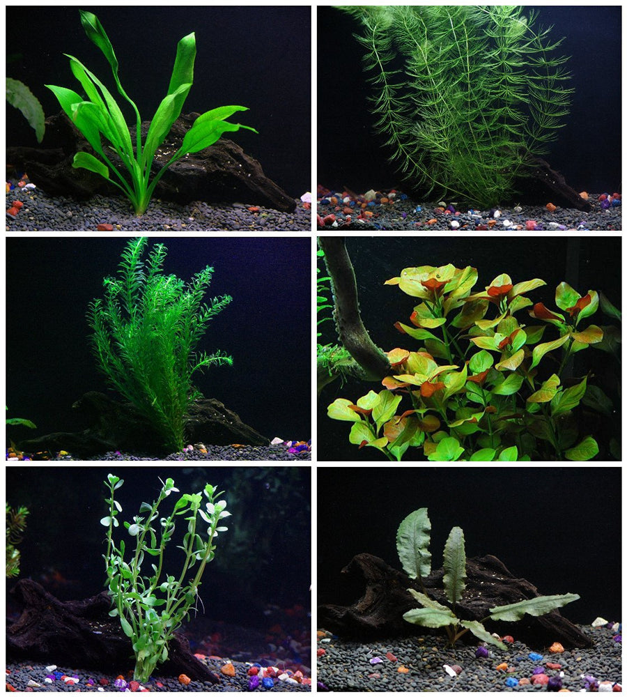  10 Species Live Aquarium Plants Package - Microsorum Java Fern,  Swords, Vallisneria and More! : Pet Supplies