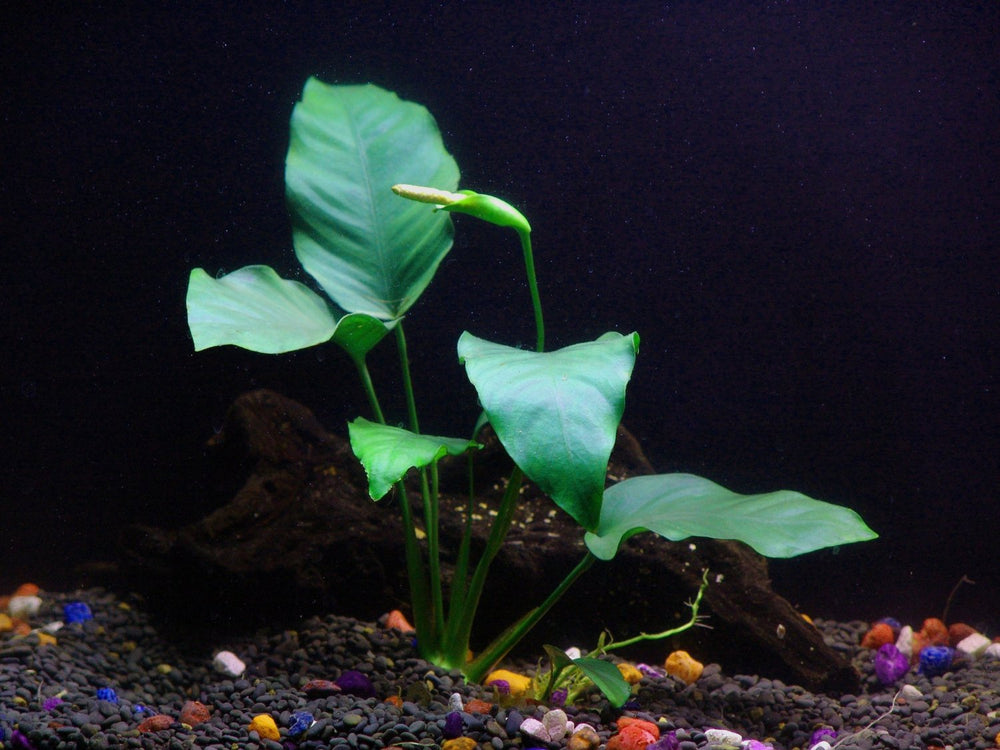 Anubias-barteri-Beginner-Tropical-Live-Aquarium-Plant-B00YW9BXLU