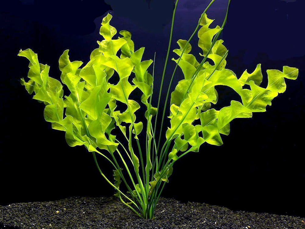 Aponogeton-Ulvaceus-Bulb-African-Aquarium-Plant-B01739980S