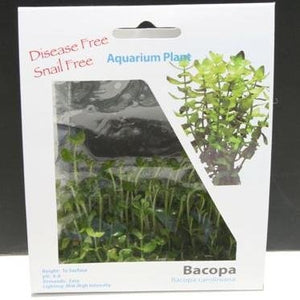 
                  
                    Bacopa-Caroliniana-Tissue-Cultured-in-5-x-1-Gel-Mat-100-Parasite-Pesticide-and-Virus-Free-B018250D6U-3
                  
                