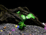 Banana-Plant-Beginner-Tropical-Live-Aquarium-Plant-B00YW9663A