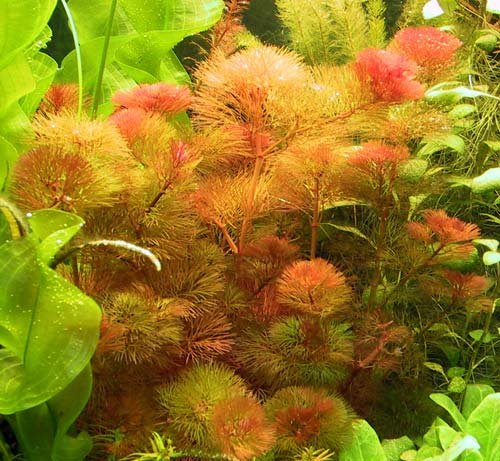 
                  
                    Cabomba-Furcata-4-Stems-Tropical-Live-Aquarium-Plant-B010NHTKFA
                  
                