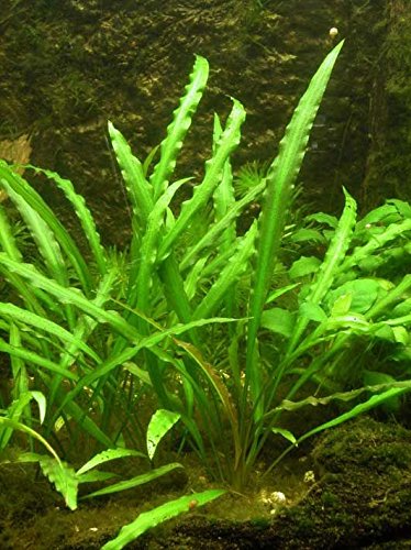 
                  
                    Cryptocoryne-Spiralis-Freshwater-Live-Aquarium-Plant-B019K07ZX0-2
                  
                