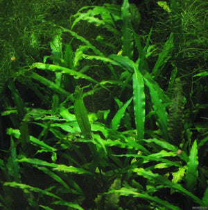 
                  
                    Cryptocoryne-Spiralis-Freshwater-Live-Aquarium-Plant-B019K07ZX0-3
                  
                