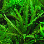 Cryptocoryne-Spiralis-Freshwater-Live-Aquarium-Plant-B019K07ZX0
