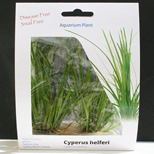 
                  
                    Cyperus-Helferi-Tissue-Cultured-in-5-x-1-Gel-Mat-100-Parasite-Pesticide-and-Virus-Free-B01825M4G2-2
                  
                