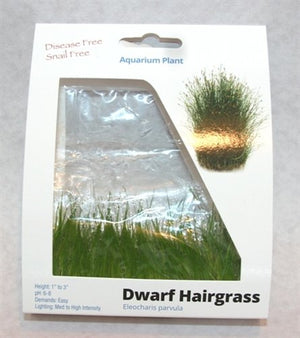 
                  
                    Dwarf-Hairgrass-Tissue-Cultured-in-5-x-1-Gel-Mat-100-Parasite-Pesticide-and-Virus-Free-B0185HVAEY-2
                  
                