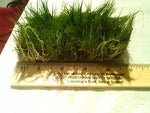 Dwarf-Hairgrass-on-3-x-5-mat-Foreground-Carpet-Aquarium-Plant-B01B5TS5SI-2