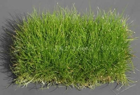 
                  
                    Dwarf-Hairgrass-on-3-x-5-mat-Foreground-Carpet-Aquarium-Plant-B01B5TS5SI-3
                  
                