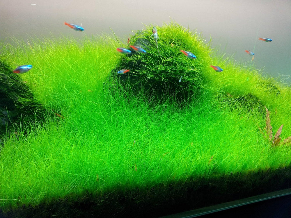 
                  
                    Dwarf-Hairgrass-on-3-x-5-mat-Foreground-Carpet-Aquarium-Plant-B01B5TS5SI-4
                  
                