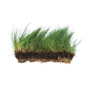 
                  
                    Dwarf-Hairgrass-on-3-x-5-mat-Foreground-Carpet-Aquarium-Plant-B01B5TS5SI
                  
                