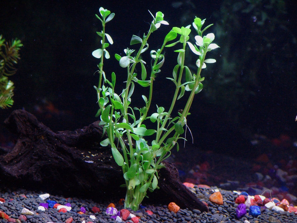 The Many Benefits of Live Aquarium Plants - Alsip Home & Nursery