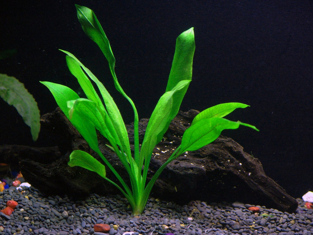 The Many Benefits of Live Aquarium Plants - Alsip Home & Nursery