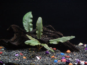 
                  
                    Easy-Live-Aquarium-Plants-Package-7-Kinds-Anacharis-Amazon-and-more-B00TGXQNDA-4
                  
                
