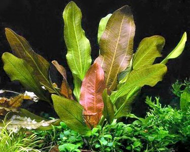 6 Species Easy Live Aquarium Plants Package - Anacharis,  and more! - Aquarium  Plants for Sale –