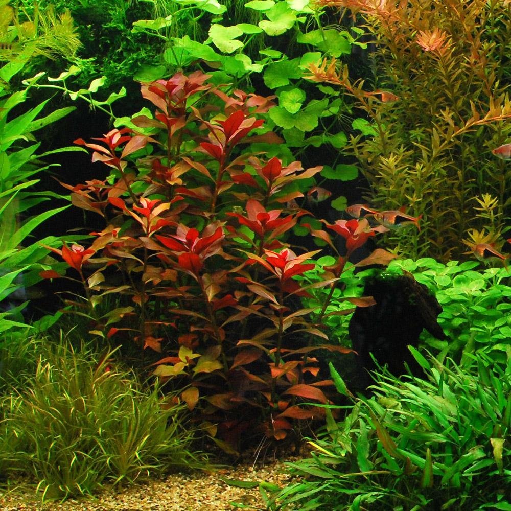 
                  
                    Easy-Live-Aquarium-Plants-Package-7-Kinds-Anacharis-Amazon-and-more-B00TGXQNDA-7
                  
                