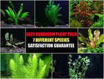 Easy-Live-Aquarium-Plants-Package-7-Kinds-Anacharis-Amazon-and-more-B00TGXQNDA
