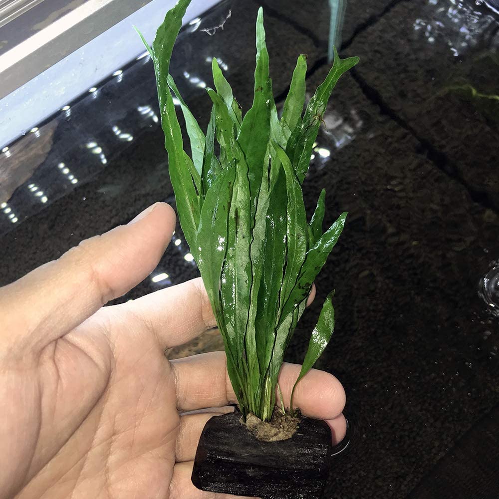 AquaLeaf Aquatics Java Fern on Driftwood (2-3 Inches) - Aquarium Plants ...