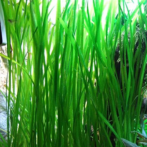 Jungle-Vallisneria-Rooted-Plants-15-2-Feet-Tall-Easy-Background-Aquarium-Plants-B01M0UU90A