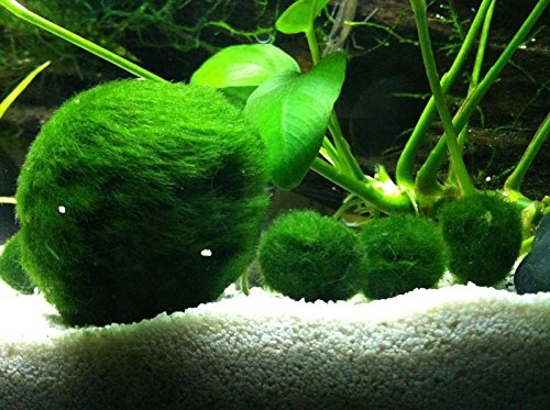 Floating Java Moss Balls Live Aquarium Plant Decoration (Buy 2 Get 1 Free)