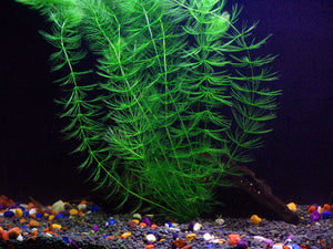 
                  
                    Oxygenating-Plants-Pack-for-Live-Ponds-or-Aquariums-B00XHLP0WW-4
                  
                