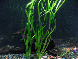 
                  
                    Oxygenating-Plants-Pack-for-Live-Ponds-or-Aquariums-B00XHLP0WW-5
                  
                