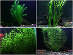 Oxygenating-Plants-Pack-for-Live-Ponds-or-Aquariums-B00XHLP0WW