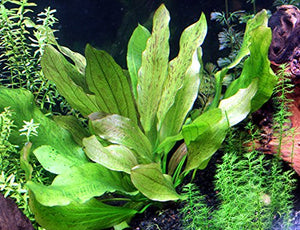 
                  
                    Ozelot-Sword-Plant-Beginner-Tropical-Live-Aquarium-Freshwater-Plant-B016W4RTEM-2
                  
                