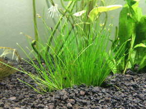 
                  
                    Potted Dwarf Hairgrass Aquarium Live Plant
                  
                