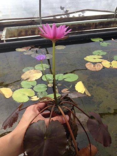 Pink-Tropical-Water-Lily-Water-Garden-Live-Pond-Plant-B013JN6S6E-3