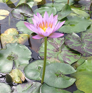 
                  
                    Pink-Tropical-Water-Lily-Water-Garden-Live-Pond-Plant-B013JN6S6E
                  
                