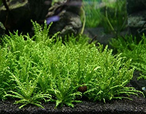 Foreground hotsell aquarium plants