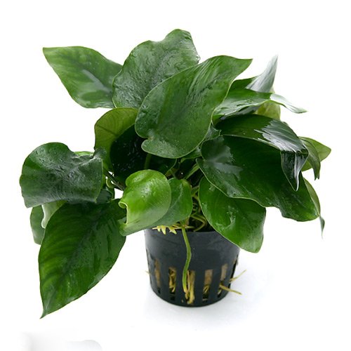 Potted Anubias Barteri Aquarium Plant