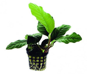 
                  
                    Potted-Anubias-Coffeefolia-Aquarium-Plant-B0179FDXG6-2
                  
                