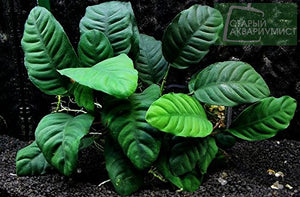 
                  
                    Potted-Anubias-Coffeefolia-Aquarium-Plant-B0179FDXG6
                  
                