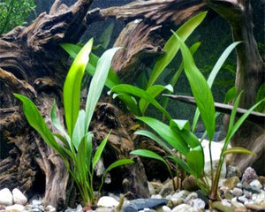
                  
                    Potted-Anubias-Cogensis-Aquarium-Plant-B013B0XKG6-3
                  
                