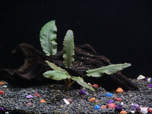 
                  
                    Potted-Cryptocoryne-Wendtii-Bronze-Aquarium-Live-Plant-B016KA1UTS-3
                  
                