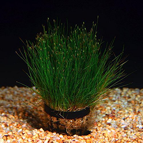 
                  
                    Potted-Dwarf-Hairgrass-Aquarium-Live-Plant-B016KB4SFU
                  
                